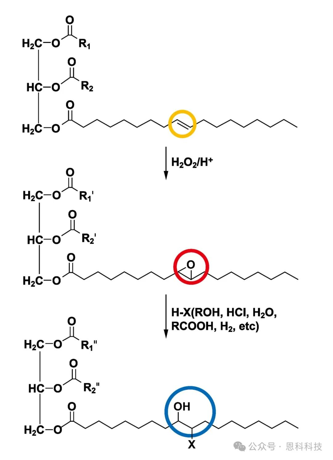 生物基多元醇樹脂介紹